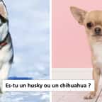 Test : Quelle race de chien es-tu ?