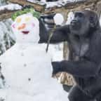  Alors qu’une vague de froid paralyse Londres, des gorilles s’amusent avec… un bonhomme de neige ! 