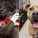  Pour célébrer sa victoire au Super Bowl, un joueur des Kansas City Chiefs a payé les frais d’adoption d’une centaine de chiens
