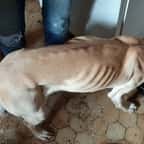 Abandonné, ce labrador d’une maigreur extrême a été sauvé par la Fondation 30 millions d’amis