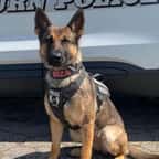 États-Unis : un chien policier retrouve la trace d’une petite fille disparue grâce à son flair exceptionnel 
