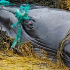 Une baleine échouée