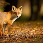 La justice annule l’arrêté qui autorisait l’abattage des renards dans l’Eure