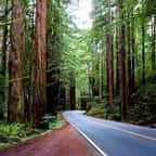 États-Unis : « l'Avenue des Géants », la route californienne à faire absolument