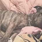Brownie, le pitbull tué par un alligator en Louisiane 