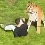 Capture d'écran montrant l'homme face au tigre 