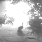Capture d'écran montrant l'oie devant la grange en flammes 