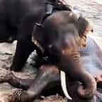 Capture d'écran montrant les deux éléphants en train de se battre 