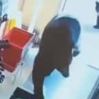 Capture d'écran YouTube montrant l'ourse noire et son petit pénétrant dans la pharmacie 