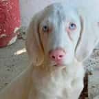 Casper, le chien albinos qui peine à trouver une famille à cause de son apparence particulière 