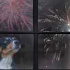 Chien regardant un feu d'artifice par la fenêtre