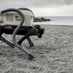 chien robot