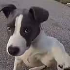 Chiot abandonné dans une cage découvert par un policier