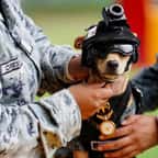 Comando, le chihuahua de 13 mois qui vient d’intégrer la Garde nationale mexicaine 