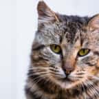 Gros plan sur un chat âgé 