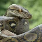 Gros plan sur un python réticulé 