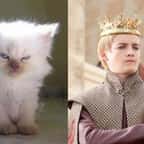 Game of Cats : si les héros de Game of Thrones étaient des chats