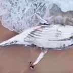 La carcasse de la baleine échouée sur la plage 