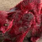 Le chat couvert de teinture rouge 