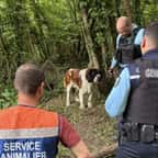 Le chien abandonné