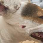 Le chien blessé