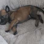 Le chiot malinois mort ce week-end 