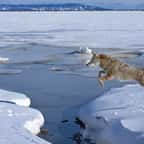 le coyote photographi&eacute; par Jamie Ruggles