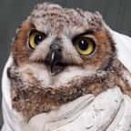 Le hibou secouru par Ojai Raptor Center