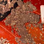 Les billets grignotés par les termites 