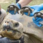 Mommy, la tortue géante des Galápagos avec une partie de ses petits 