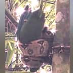 Photo montrant le boa en train d'étouffer le jeune perroquet de Porto Rico 