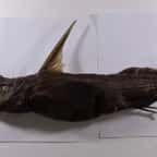 Rhinochimaera costaricana