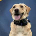 Trina, la chienne de la brigade canine de la police d'Hawaï 