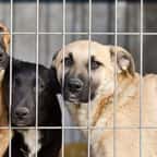 Trois chiens dans une cage