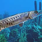 Un barracuda