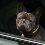Un bouledogue dans une voiture