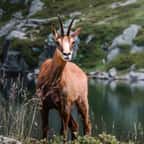 Un chamois en pleine montagne 