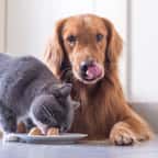 Un chat British shorthair et un Golden Retriever en train de manger 