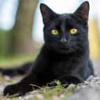 Un chat noir