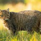 Un chat sauvage europ&eacute;en