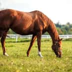 Un cheval