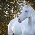 Un cheval cremello 