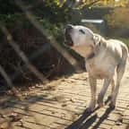 Un chien aboie