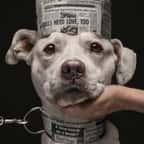 Un chien avec une couronne et un collier en papier journal