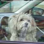 Un chien enfermé dans une voiture 