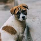 Un chien errant triste 