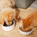 Un chien et un chat mangent leurs croquettes