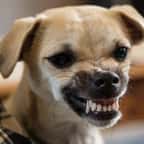 Un chien grogne