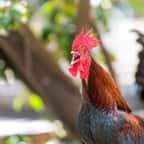 Un coq