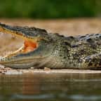 Un crocodile